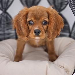 Poppy - Cavalier King Charles Spaniel