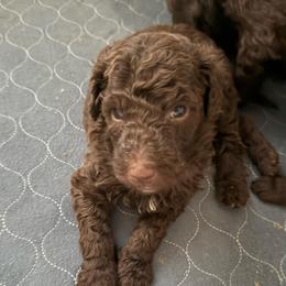 Bud - Chocolate male Labradoodle puppy in Stamford, Connecticut from Doodles of CT