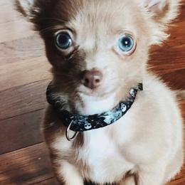 Chihuahuas from Roark Pack Chihuahua's & Pomsky's