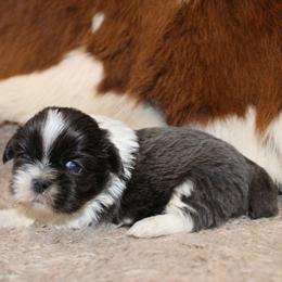 Blue and white boy - Blue and white male Shihpoo puppy in Newark, Ohio from Gemini Kennels