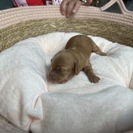 Penny - Dapple female Dachshund puppy in Tampa, Florida from Crosbys Doxies