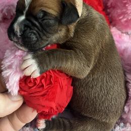 Girl 1 - Fawn female Boxer puppy in Plainwell, Michigan from Hope's Beautiful Boxers