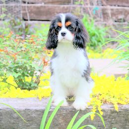 Asia Monet Ray - Cavalier King Charles Spaniel