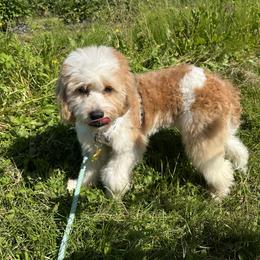 Bernedoodle, Cavapoo, Cockapoo, Double Doodle, and Poodle Puppies from Heavenly Puppies to Love