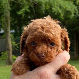 Boy 2 - Red  male Poodle puppy in Spring Hill, Tennessee from Duke's Mini & Toy Australian Shepherds & Aussiedoodles