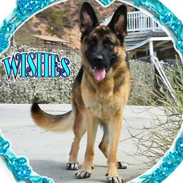 WISHES - German Shepherd