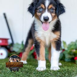Majesty - Black tri female Miniature American Shepherd puppy in Granbury, Texas from Best Little Aussies