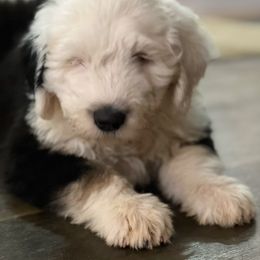 Old English Sheepdog Puppies from Walnut Ridge Farms OES