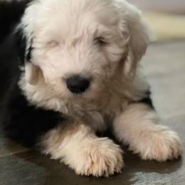 Old English Sheepdog Puppies from Walnut Ridge Farms OES