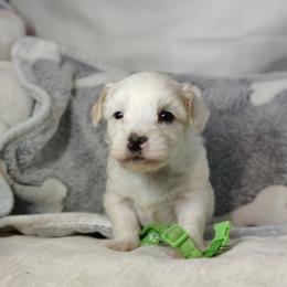 Beau - White male Coton de Tulear puppy in Westfield, North Carolina from Legacy Pets