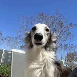 CC - Silken Windhound