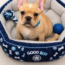 Brave - Fawn male French Bulldog puppy in Kirbyville, Texas from Empire Bulldogs & French Bulldogs
