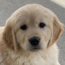 Bernese Mountain Dogs and Golden Retrievers from Raven Rock Puppies