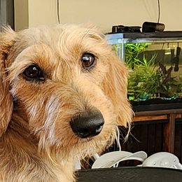 Dachshunds from Invading Weiners : AKC Miniature Wirehaired Dachshunds