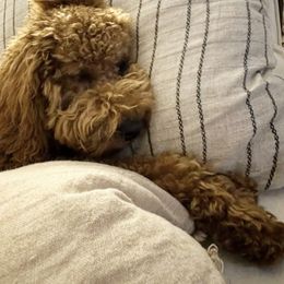 Goldendoodle Puppies from Proctor’s Petite Goldendoodles