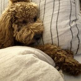 Goldendoodle Puppies from Proctor’s Petite Goldendoodles