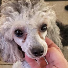 Stella - Poodle