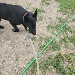 BLUE - Black German Shepherd puppy in Wright County, Missouri from The Old Red Barn Kennel