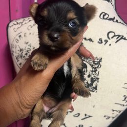 Baby Mary - Black and tan female Yorkshire Terrier puppy in Keyser, West Virginia from Bella’s Yorkies
