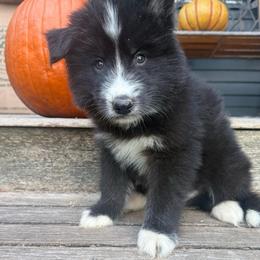 Salem - Black and white male Siberian Husky puppy in Ravena, New York from Osiris’s Siberians & Pomskies