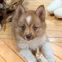 Fifi - Chocolate female Pomsky puppy in Doon, Iowa from Luxury Pomsky