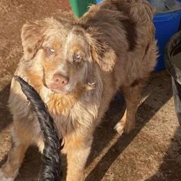 Preston - Miniature Australian Shepherd