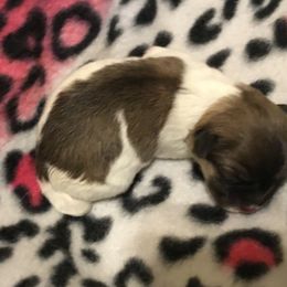 Coton de Tulear Puppies from Shiloh Cotons