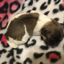 Coton de Tulear Puppies from Shiloh Cotons