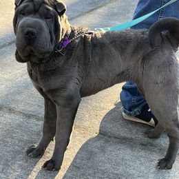 Gale - Chinese Shar-Pei