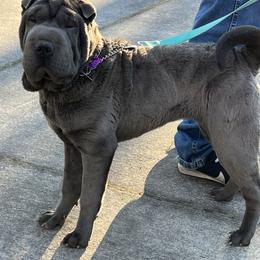 Gale - Chinese Shar-Pei