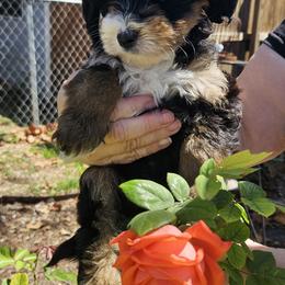 Boy 3 - Tri-color male Bernedoodle puppy in Schertz, Texas from Kat's Teddydoodles