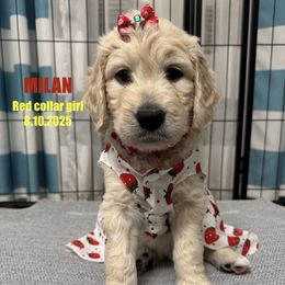 Milan - Cream female Goldendoodle puppy in Lakeland, Florida from The Puppy Chateau