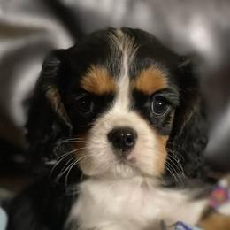 Cavalier King Charles Spaniel Puppies from F-Stop Cavaliers