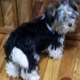 Biewer Terriers from Bonnie's Biewer Terriers