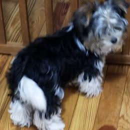 Biewer Terriers from Bonnie's Biewer Terriers