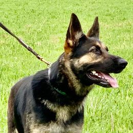 Dixie - German Shepherd