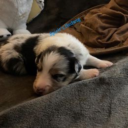 Australian Shepherd Puppies from Spirited Aussies