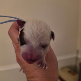 Blue Collar - Red speckled male Australian Cattle Dog puppy in Riverton, Utah from Rundown Ranch Cattle Dogs