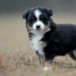 Gleam - Black tri male Toy Australian Shepherd puppy in Hartman, Arkansas from Southern Edition Aussies