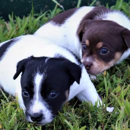 Teddy Roosevelt Terrier Puppies from Travelin' Man Terriers