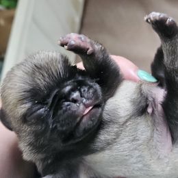 Fawn Girl 1 - Fawn female Pug puppy in Rutherfordton, North Carolina from Sweetie Pie Pugs