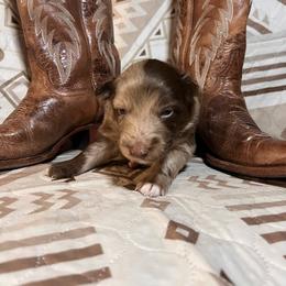 Fisher - Red merle male Australian Shepherd puppy in Rose Hill, North Carolina from Motega Australian Shepherds
