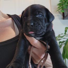 Enoch - Black male Cane Corso puppy in Palm Coast, Florida from Northgold Cane Corso