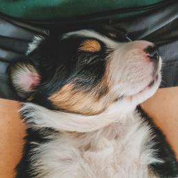 Australian Shepherd Puppies from Rana's Australian Shepherds