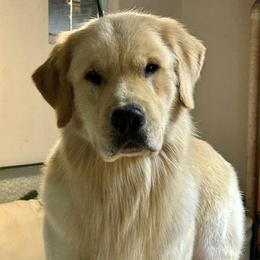 Sandman - Golden Retriever