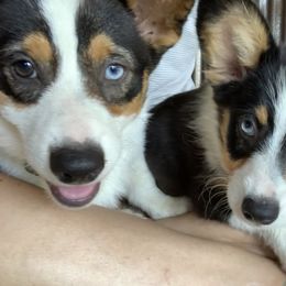 American Corgi Puppies from King of Hearts Corgis