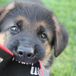 German Shepherd Puppies from vom Haus am Lerchenweg