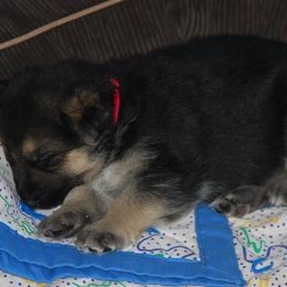 German Shepherd Puppies from Owl Grove German Dogs