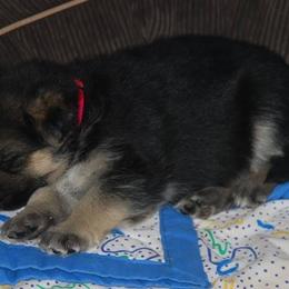 German Shepherd Puppies from Owl Grove German Dogs