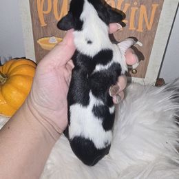 Mrs Moo - Piebald female Dachshund puppy in Riverdale, Utah from Behive Doxies
